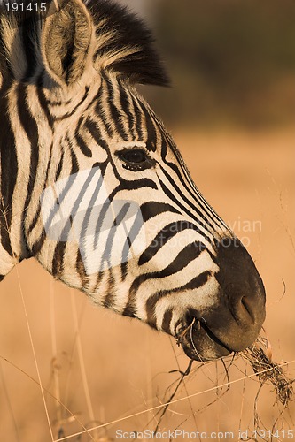 Image of Zebra #2