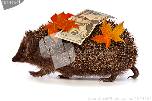 Image of hedgehog with dollars profit