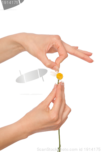 Image of woman holding white daisy