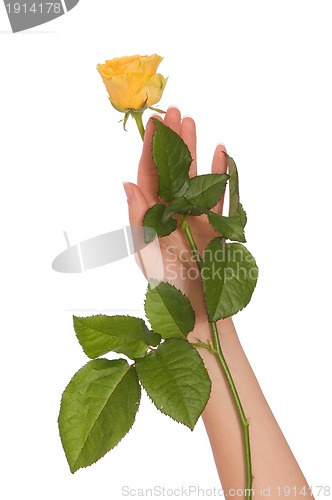 Image of yellow rose