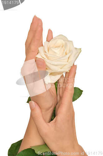 Image of white rose