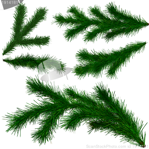 Image of set of Christmas tree fir branches