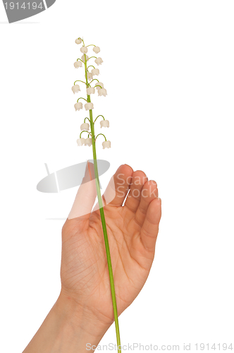 Image of lily of the valley