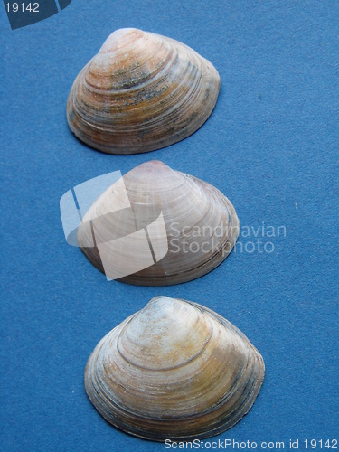 Image of THREE SHELLS