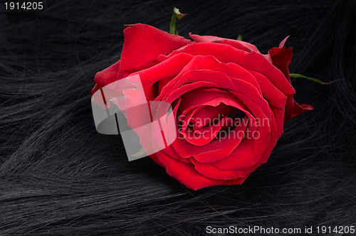 Image of red rose