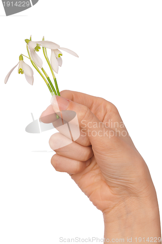 Image of snowdrops