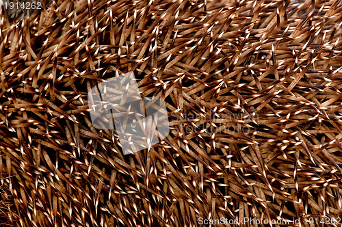 Image of Prickles of a hedgehog