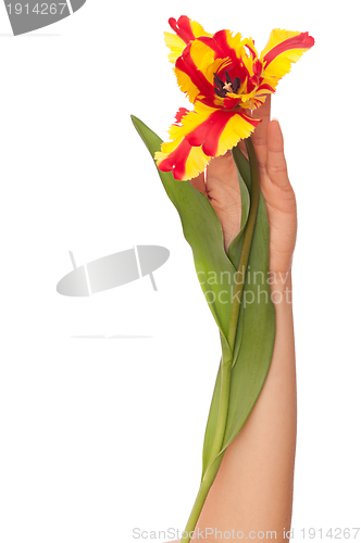 Image of yellow tulip