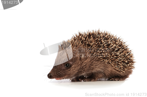 Image of Small hedgehog
