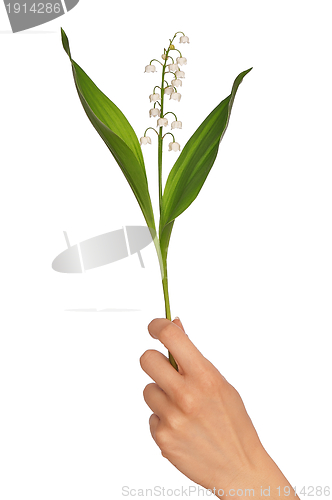 Image of lily of the valley