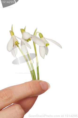 Image of snowdrop