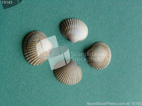 Image of FOUR SHELLS