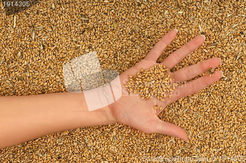Image of great wheat