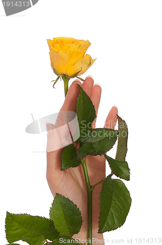 Image of yellow rose