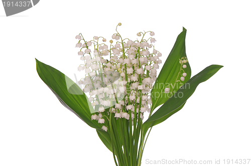 Image of lily of the valley