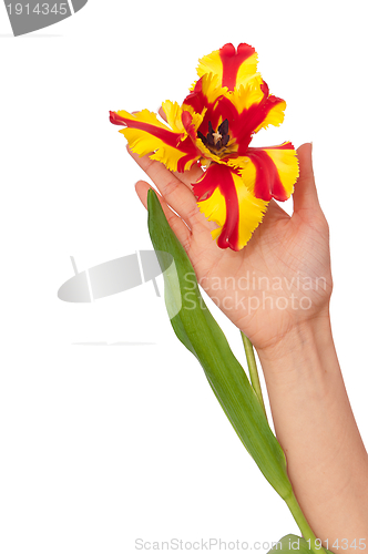 Image of colored tulip