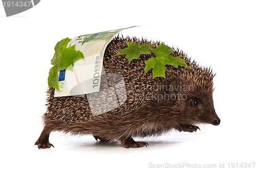 Image of hedgehog with euro profit
