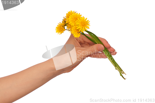 Image of yellow dandelions