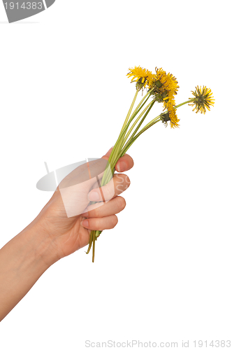 Image of yellow dandelions