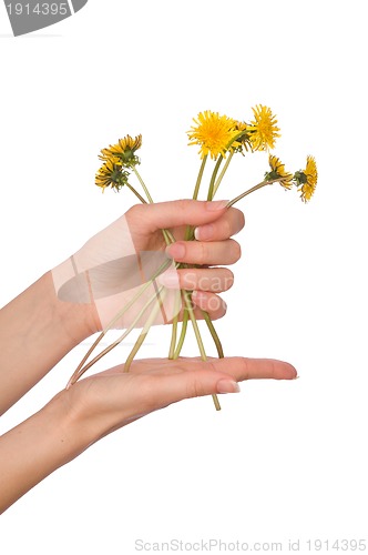 Image of yellow dandelions