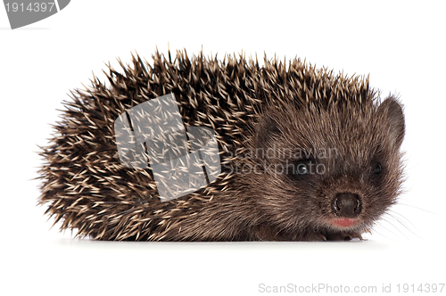 Image of Small hedgehog