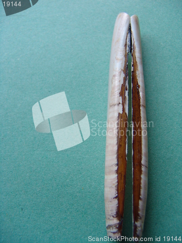 Image of RAZOR SHELL