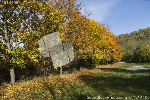 Image of landscape with row of trees in autumn