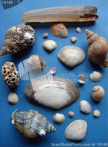 Image of SELECTION  OF SHELLS