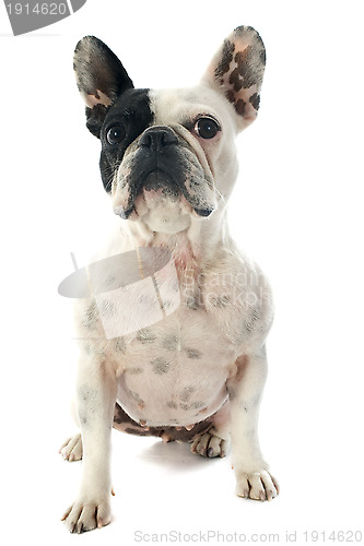 Image of french bulldog 