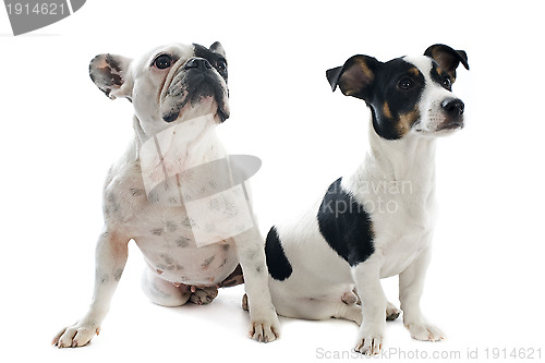 Image of french bulldog and jack russel terrier