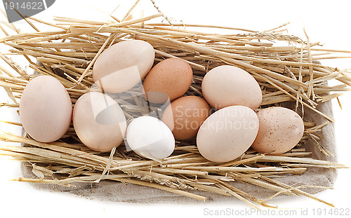 Image of fresh eggs