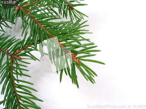 Image of spruce