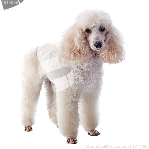 Image of white poodle 