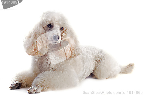 Image of poodle 