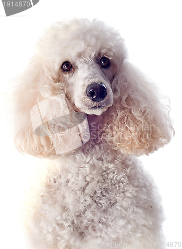 Image of poodle 