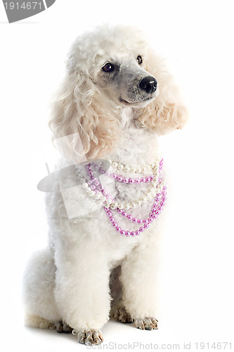Image of poodle 