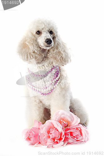 Image of poodle with roses