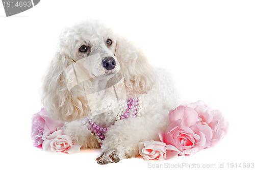 Image of poodle with roses