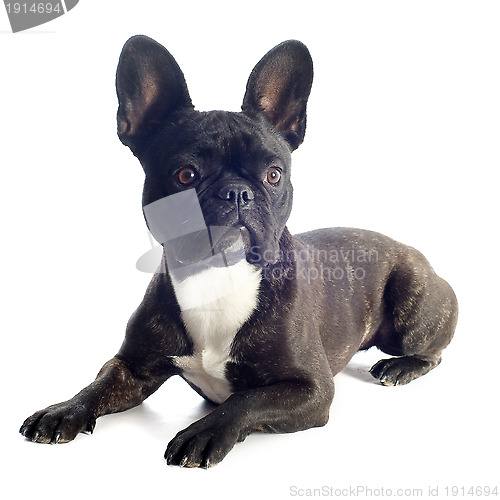 Image of french bulldog 