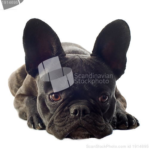 Image of french bulldog 