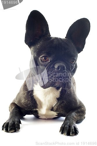 Image of french bulldog 