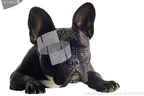 Image of french bulldog 