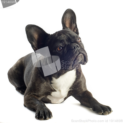 Image of french bulldog 