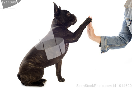 Image of french bulldog and paw