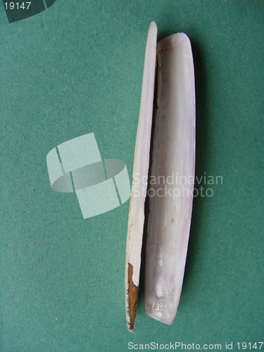 Image of RAZOR SHELL