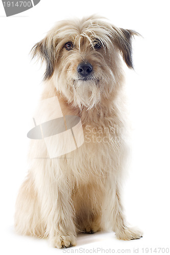 Image of Pyrenean sheepdog 