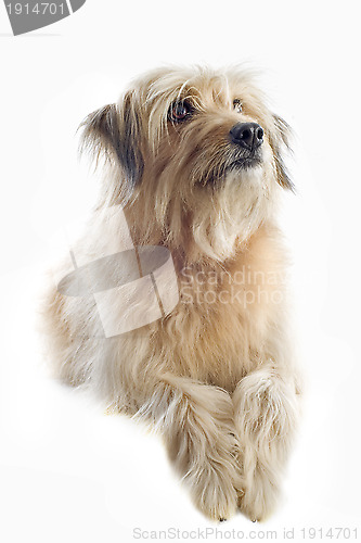 Image of Pyrenean sheepdog 