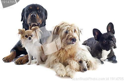 Image of five dogs