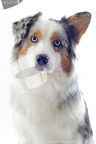 Image of australian shepherd