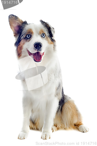 Image of australian shepherd